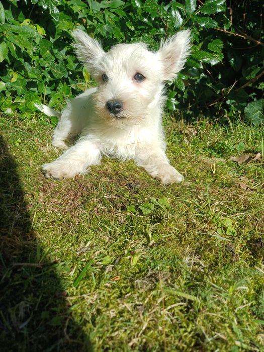 West  highland terrier white