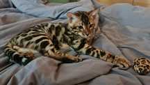 Бенгальский котенок