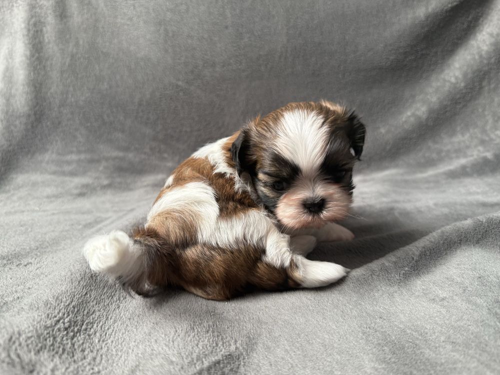 Suczka, shih-tzu, tricolor, szczeniak, shih tzu