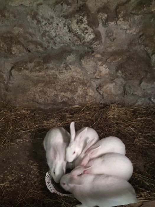 Coelho Branco Caseiro