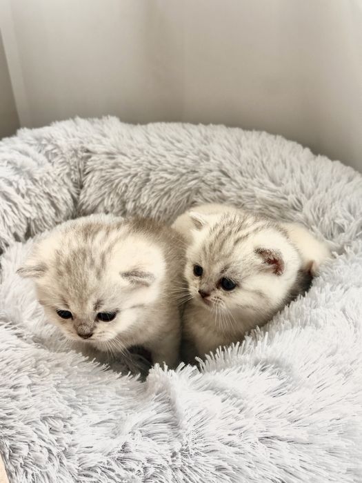 Кошенята сріблясті британські шиншили