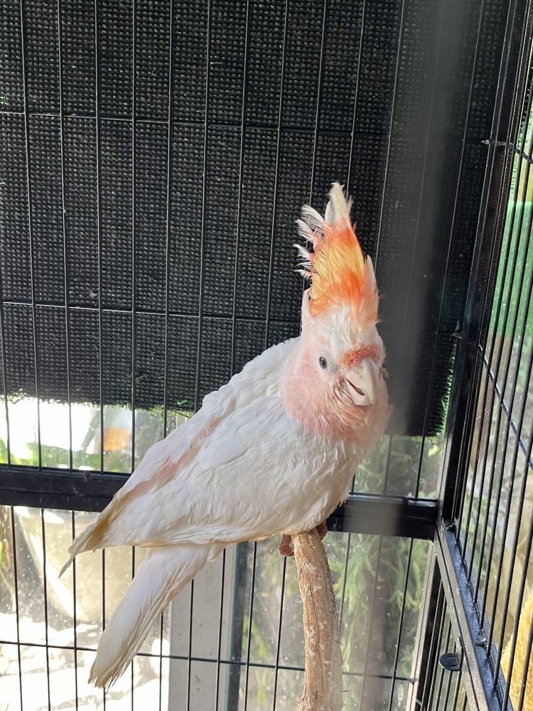 Cacatua Inca Fêmea