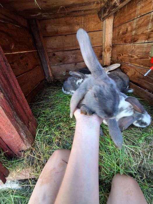 Młode króliczki mini lop/baran rasa