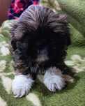 Shih Tzu tricolor piesek