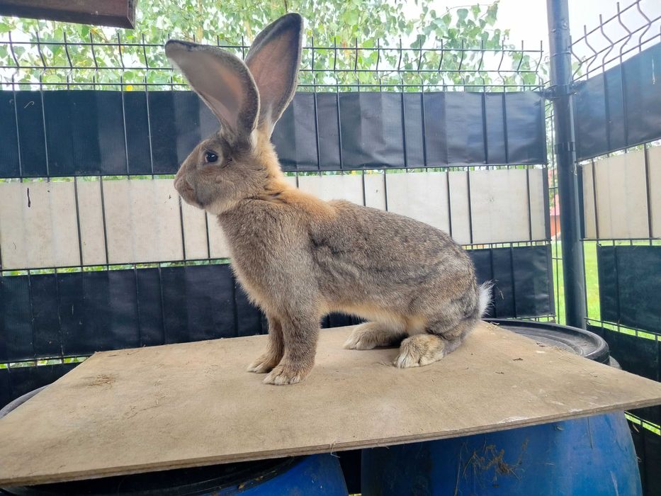 Olbrzym belgijski samiec