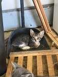 Gatinhos para dar - ja so tem o macho da foto