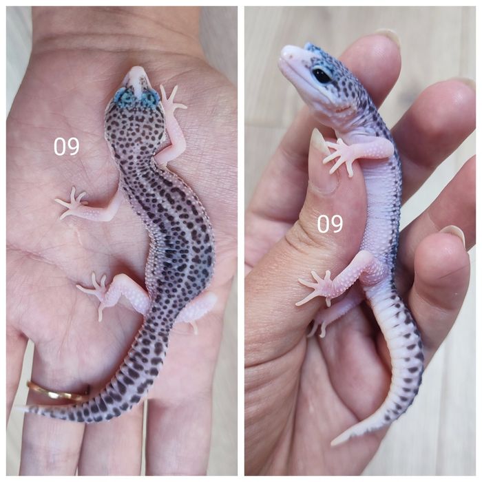 Młode gekony lamparcie, eublefary.