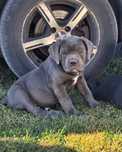 Cane Corso szczeniak