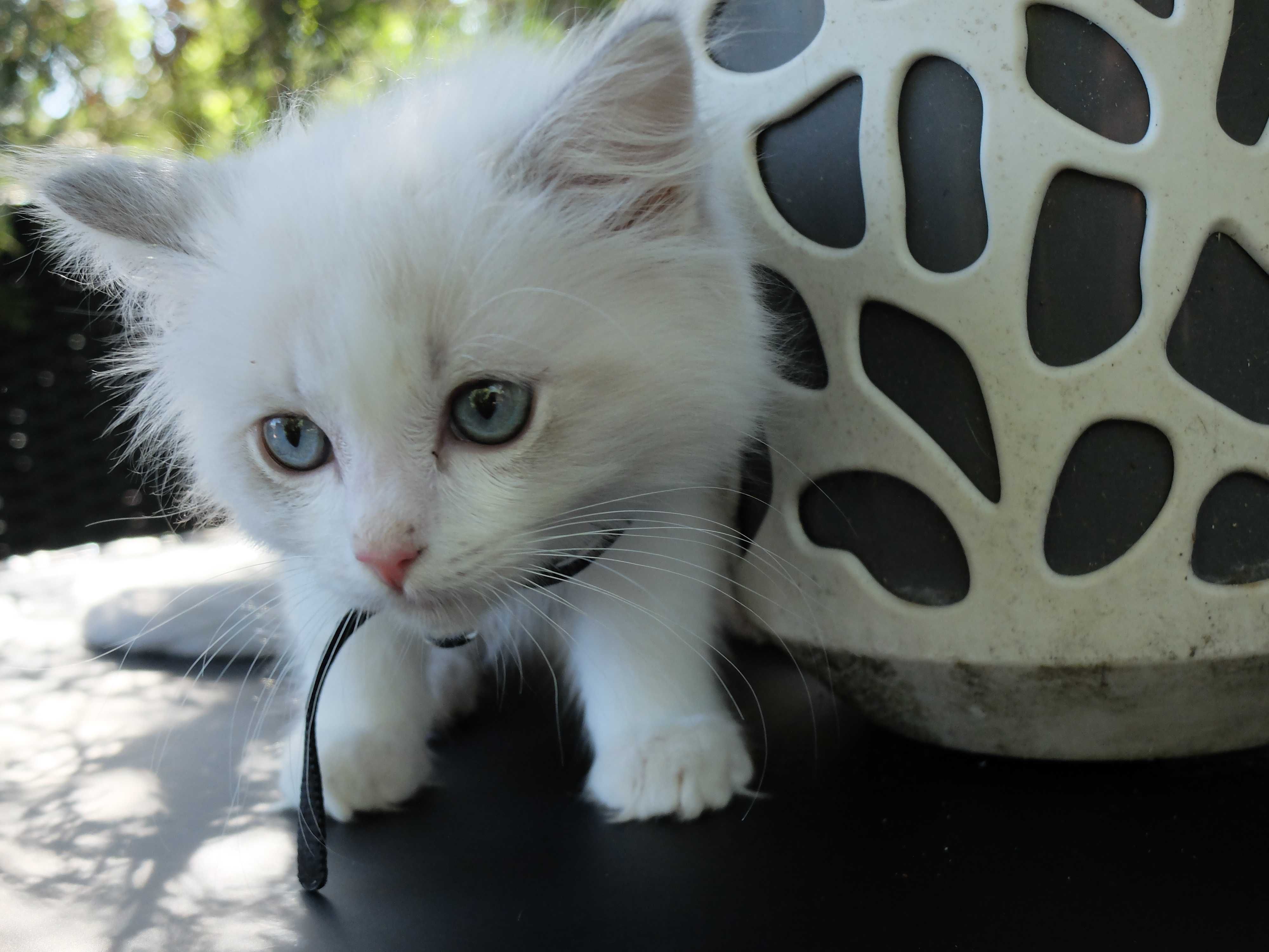 Kocurek Ragdoll Blue Bicolor Lynx