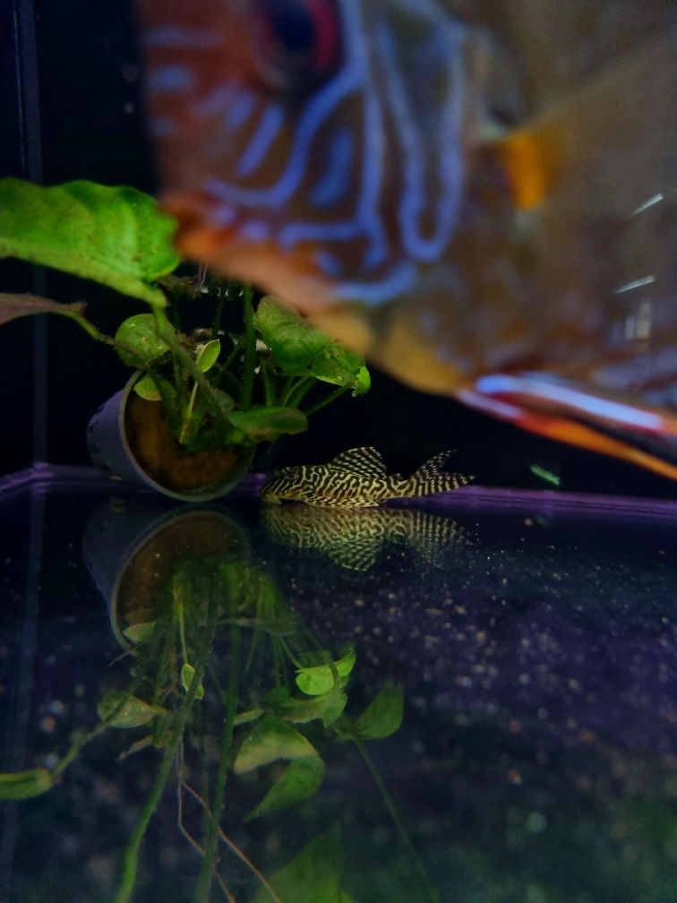 Zbrojnik L066 pleco WF/ Hypancistrus cf. debilittera (L066)