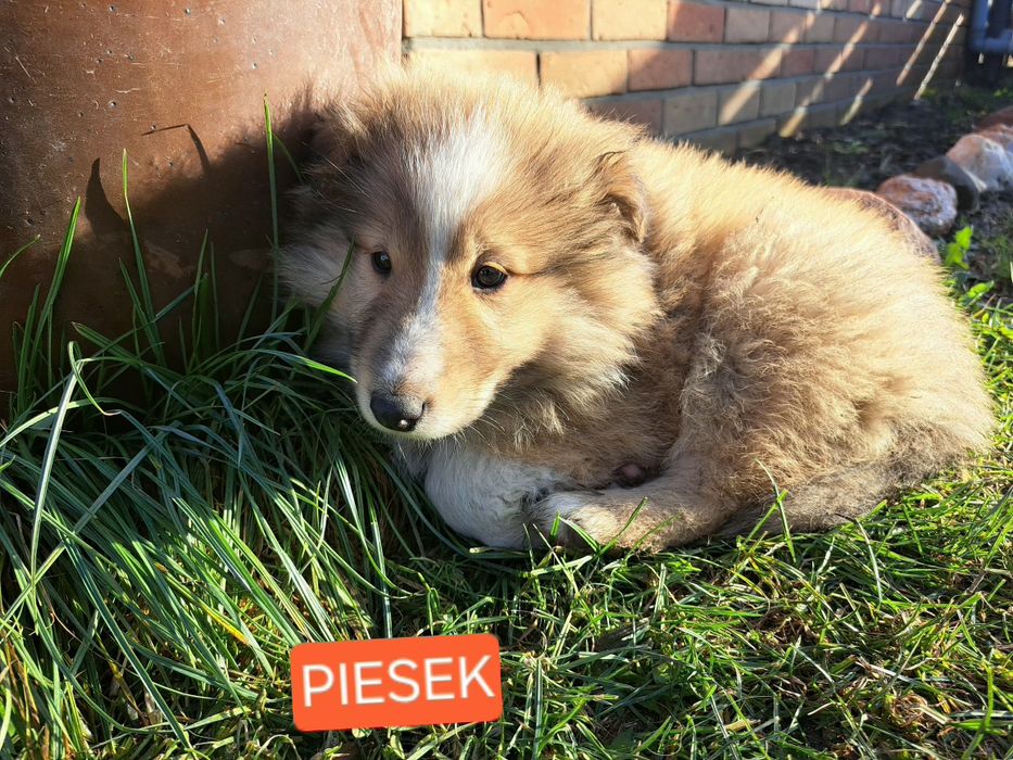 !GOTOWE NA NOWY DOM! -Owczarek szkocki collie- szczeniaki