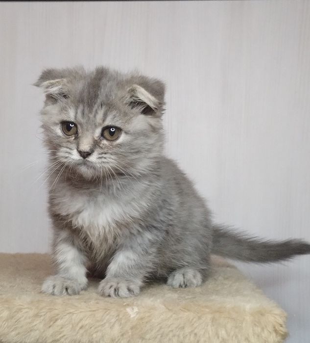 Чистокровний ідеальний шотландський принц з ВАКЦИНАЦІЄЮ