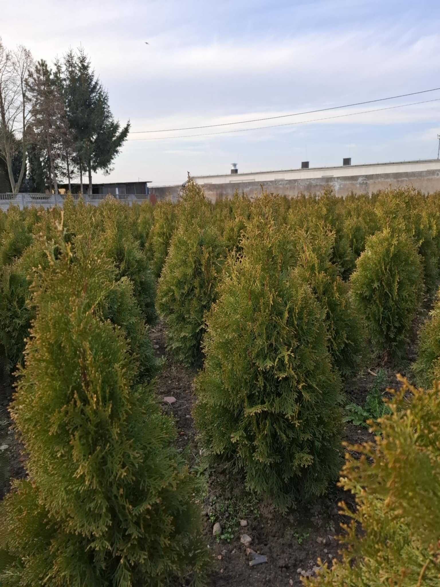Tuja szmaragd 80cm-190cm kopane z gruntu