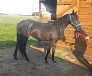 Spokojna klacz pół AQH - American Quarter Horse. Maść  SIWA.