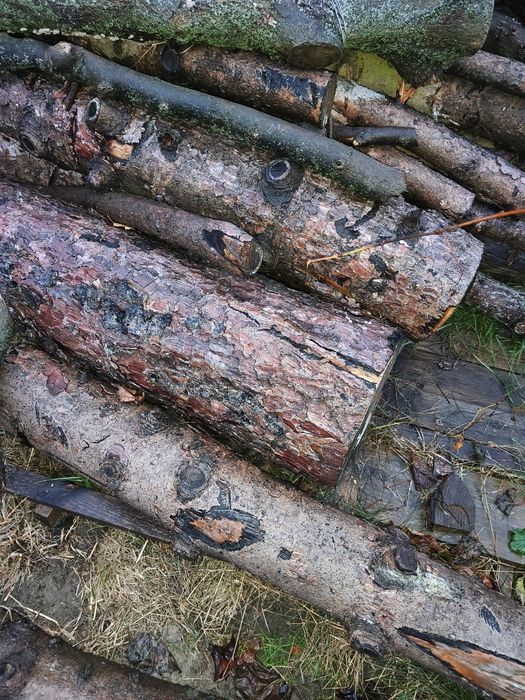 Drewno opałowe sosna świerk wałki