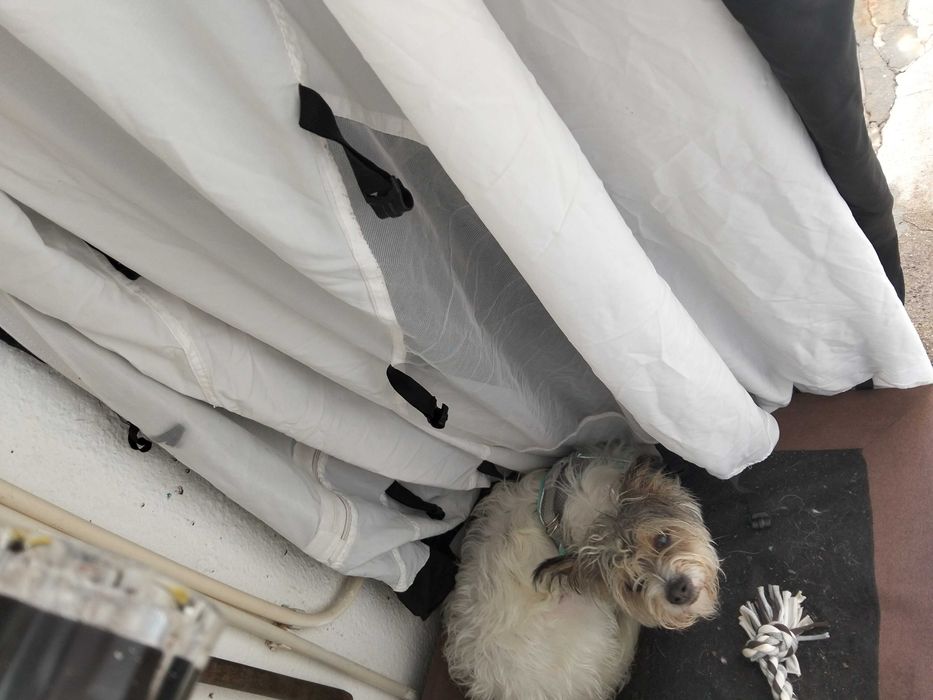 Dá se cão meigo porte pequeno
