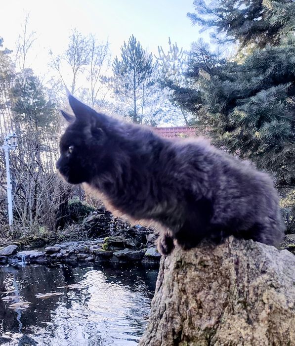 Maine Coon kocur do odbioru -wyjątkowy kolor, hodowla