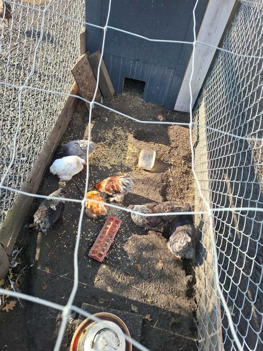 Sprzedam kury kochinki