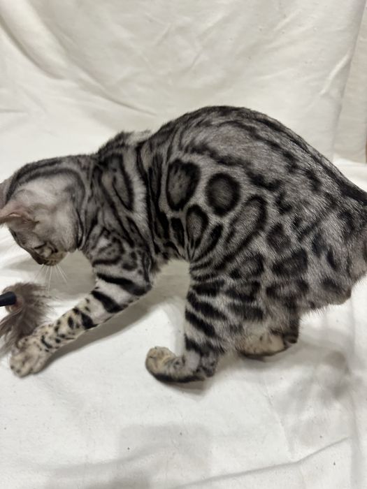 Bengal Blanco – 5 miesięczny kocur, Silver Spotted Tabby z rodowodem