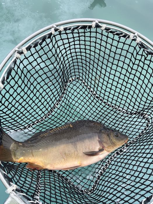 Karp świąteczny, lider samku na podbeskidziu