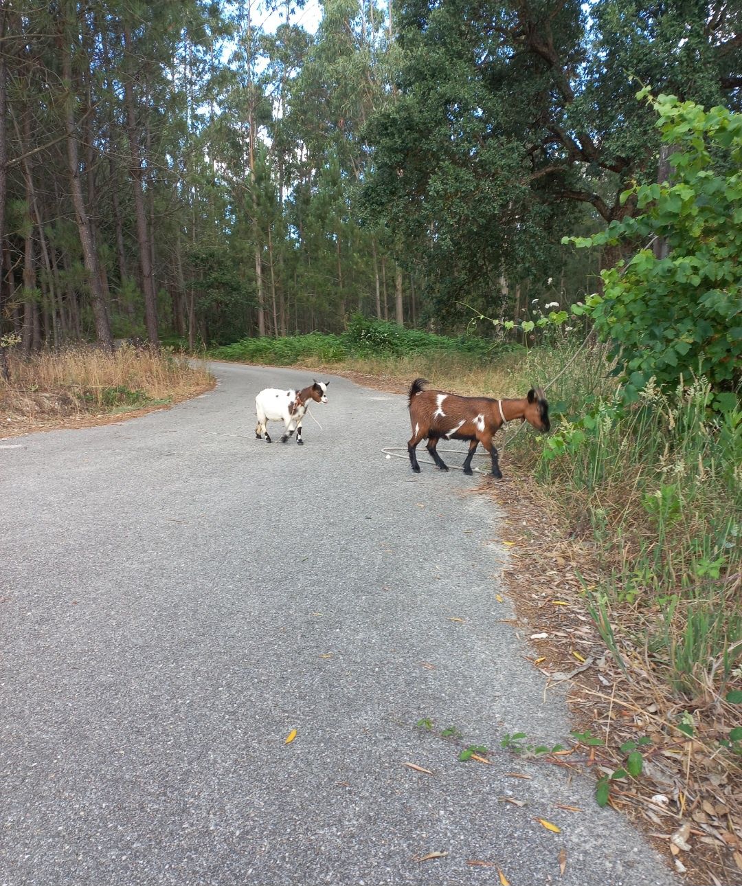 Casal cabras Añãs