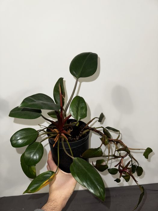 Ficus elastica plus doniczka