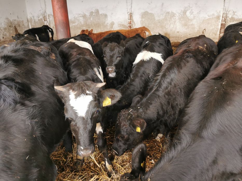 Odsadki mięsne nowa dostawa