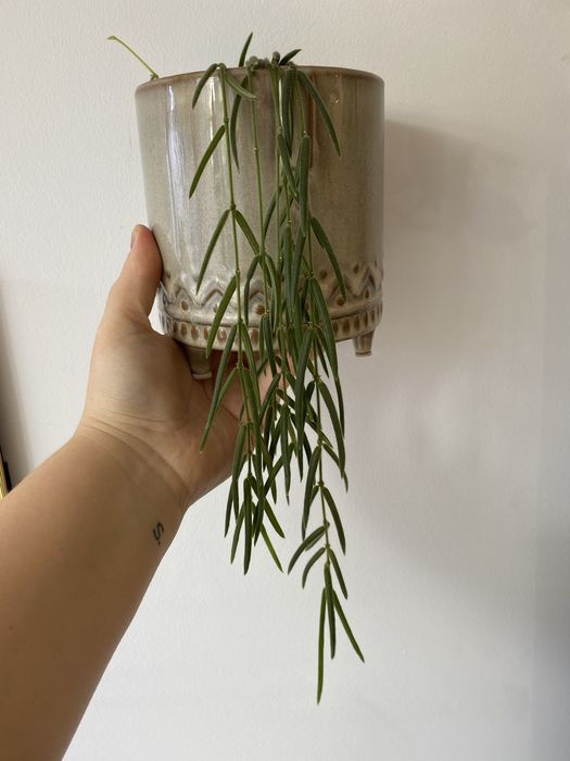 Hoya linearis w seramisie