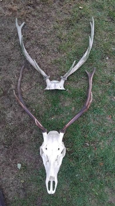 Poroże jelenia z czaszką