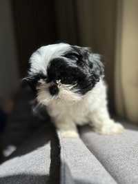 Piesek shih tzu czarny bialy gotowy do zmiany domu