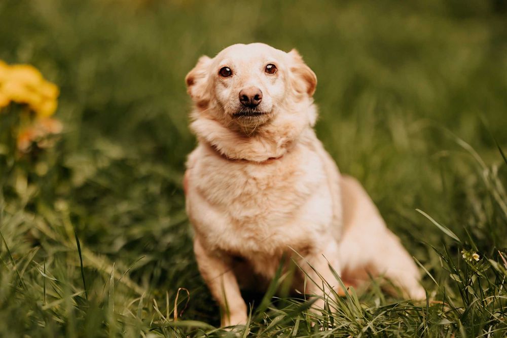 Malutka Eska szuka cichego, spokojnego domu