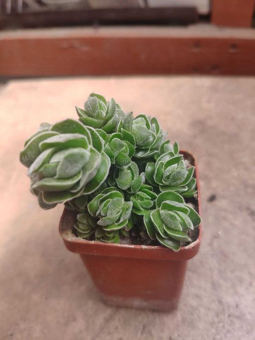 Продам излишки коллекции суккулентов. Крассулы