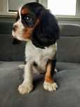 Cavalier King Charles Spaniel piesek gotowy do odbioru Badania