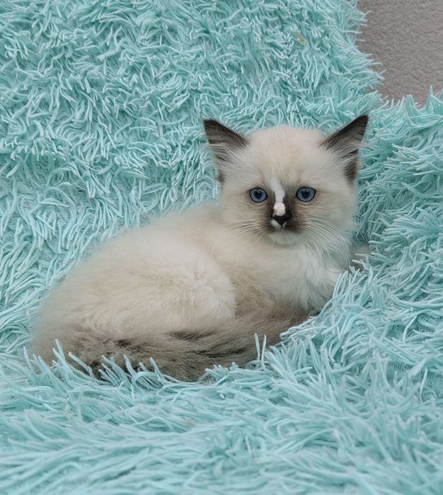 Kotka Ragdoll    .