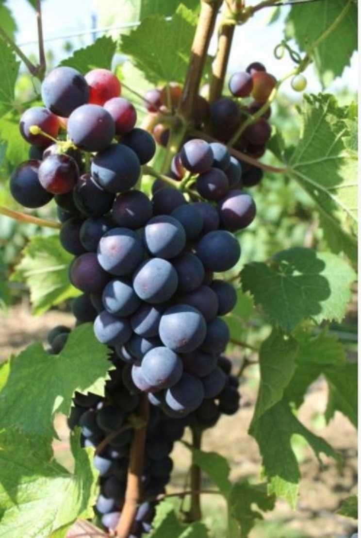 5 winogron przerobowych do przydomowej winnicy. Sadzonki winorośli