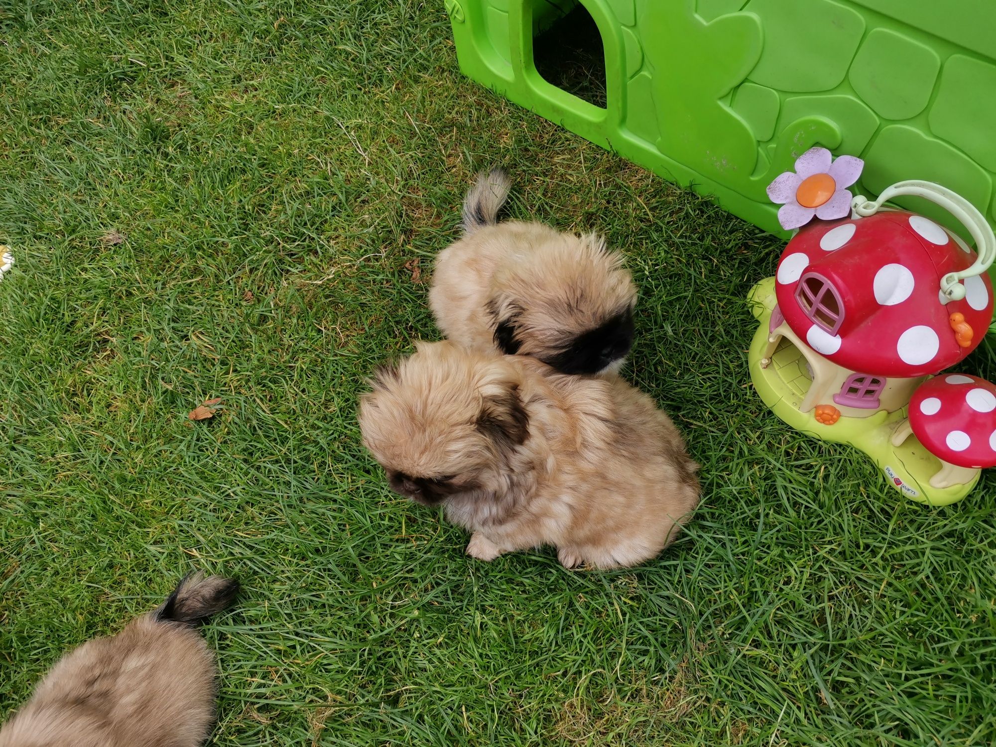 Pekińczyk Szczeniak  Nie Shih Tzu