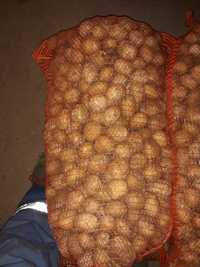 Ziemniak Queen anne wielkość sadzeniak 35-55