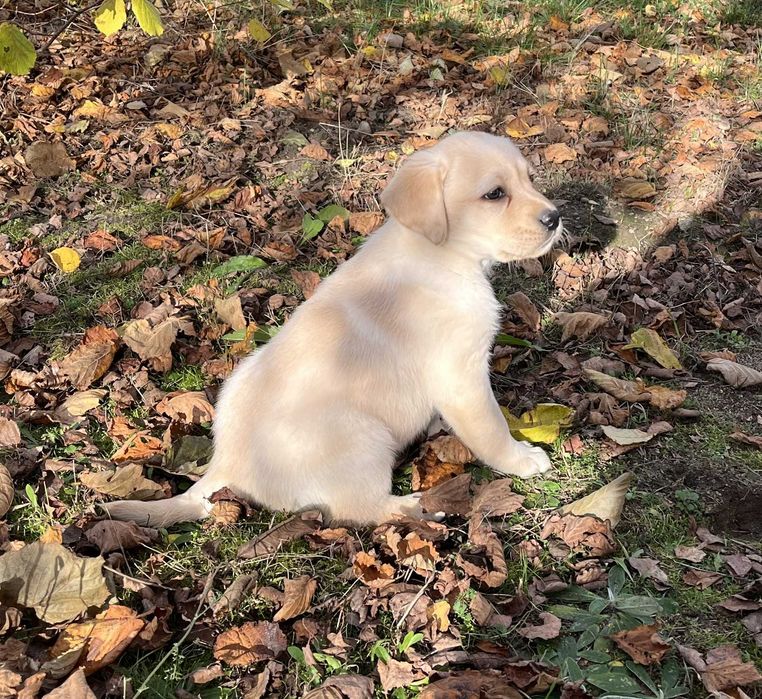 Labrador Retriever szczeniak