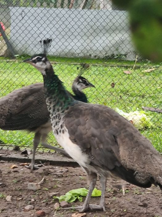 Paw pawie - samce 2025