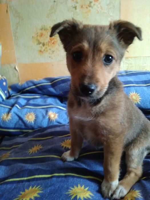 Ищем добрых хозяев,обещаем быть очень преданными!