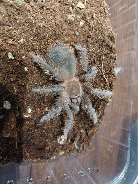 Lasiodora parahybana