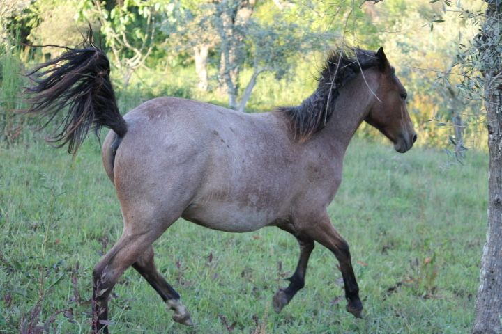 Vendo poldro/ poldras