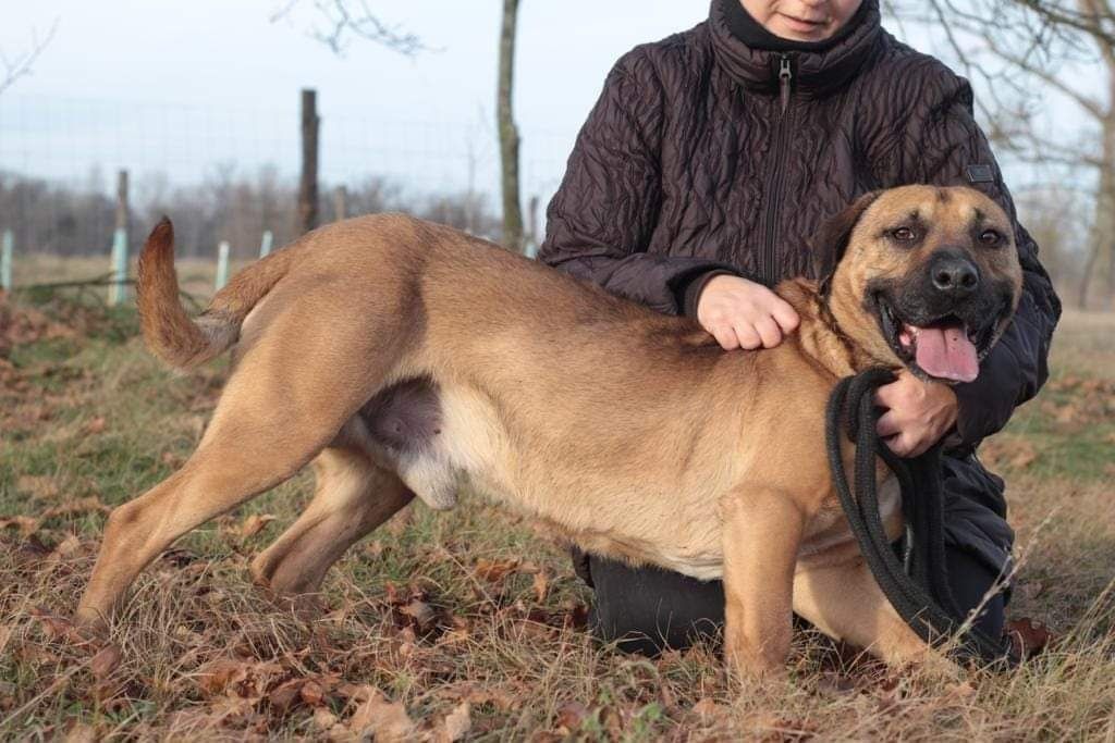 Cudowny, młody, łagodny i wesoło Diesel czeka na kochajacy dom