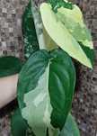 Сингоніум Чіапенсе Syngonium Chiapense