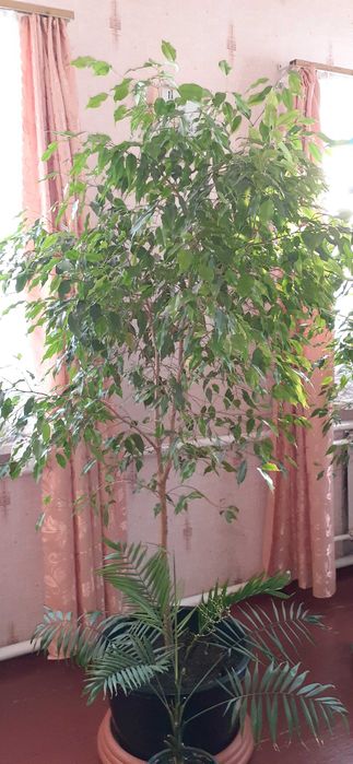 Фікус Бенджаміна