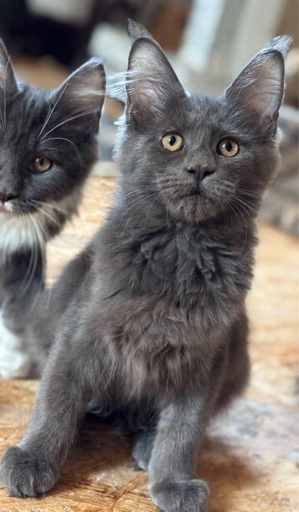 Niebieska koteczka UNA Maine Coon