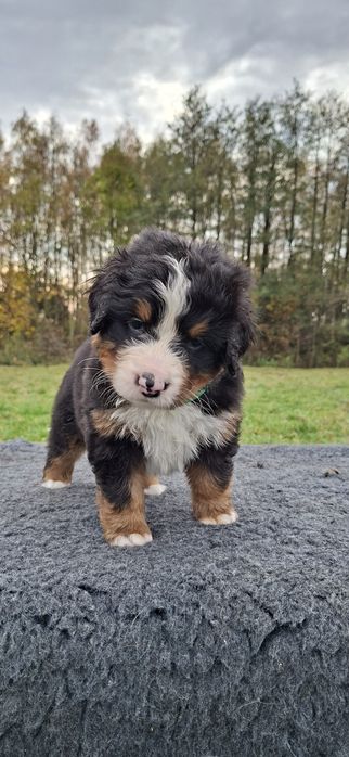 Berneński Pies Pasterski Yogi