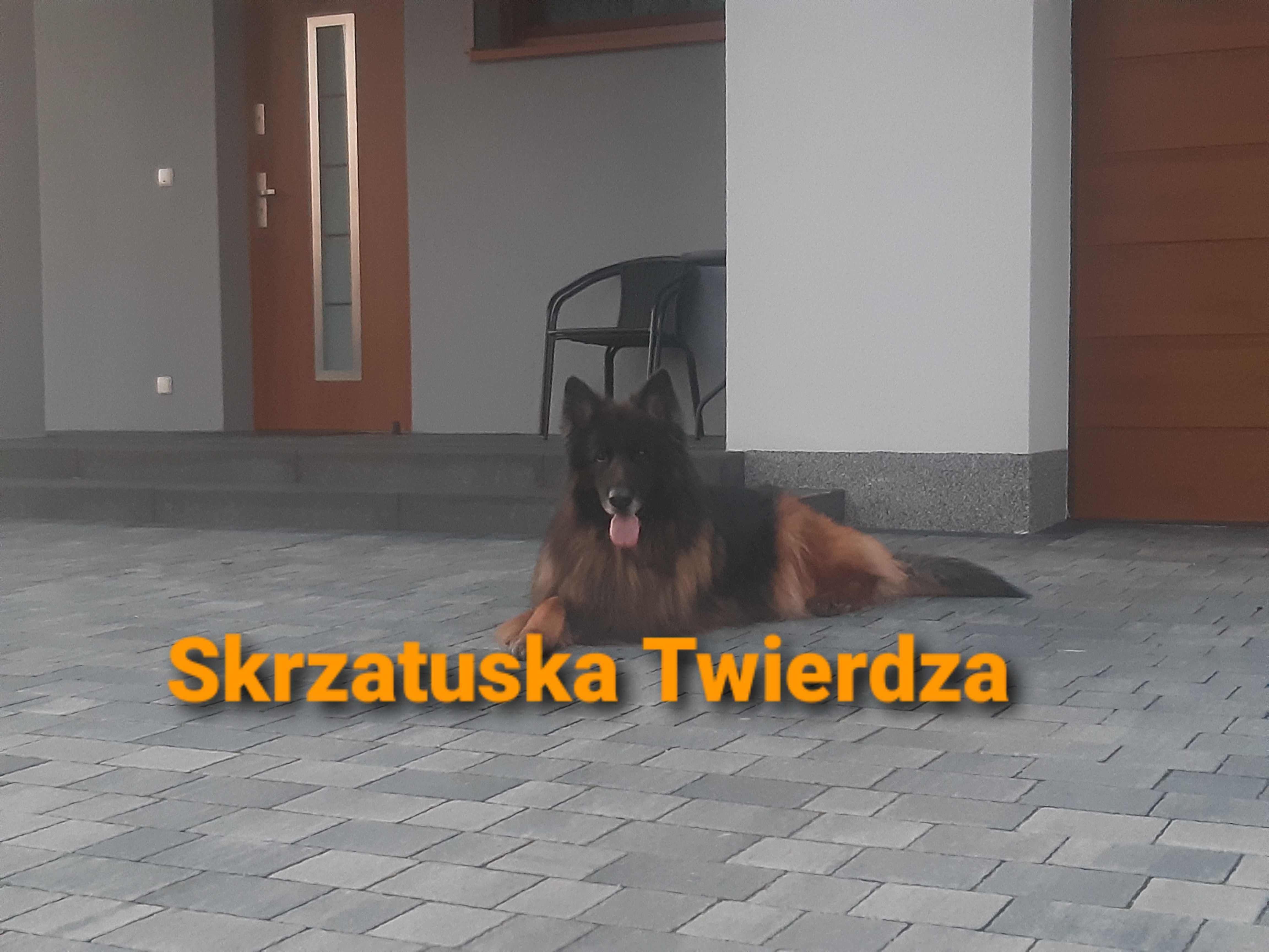 Owczarek Niemiecki