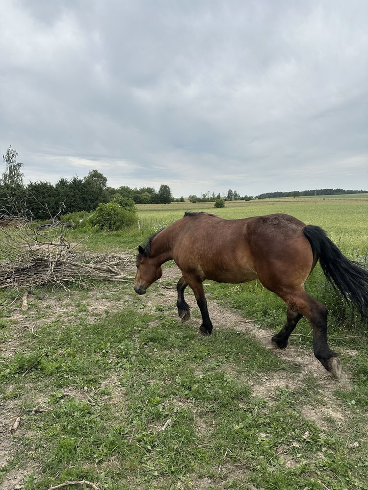 Młoda klacz  2 lata