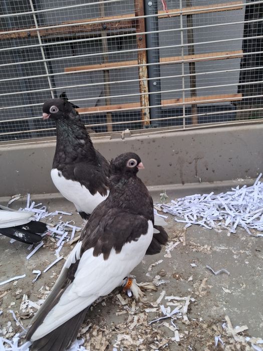 Gołebie ozdobne sroczki